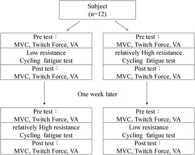 Frontiers Mechanism of Fatigue Induced by Different Cycling